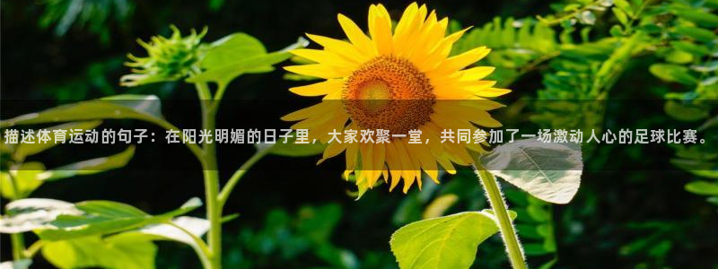 3377体育官方正版app集团官网首页网址